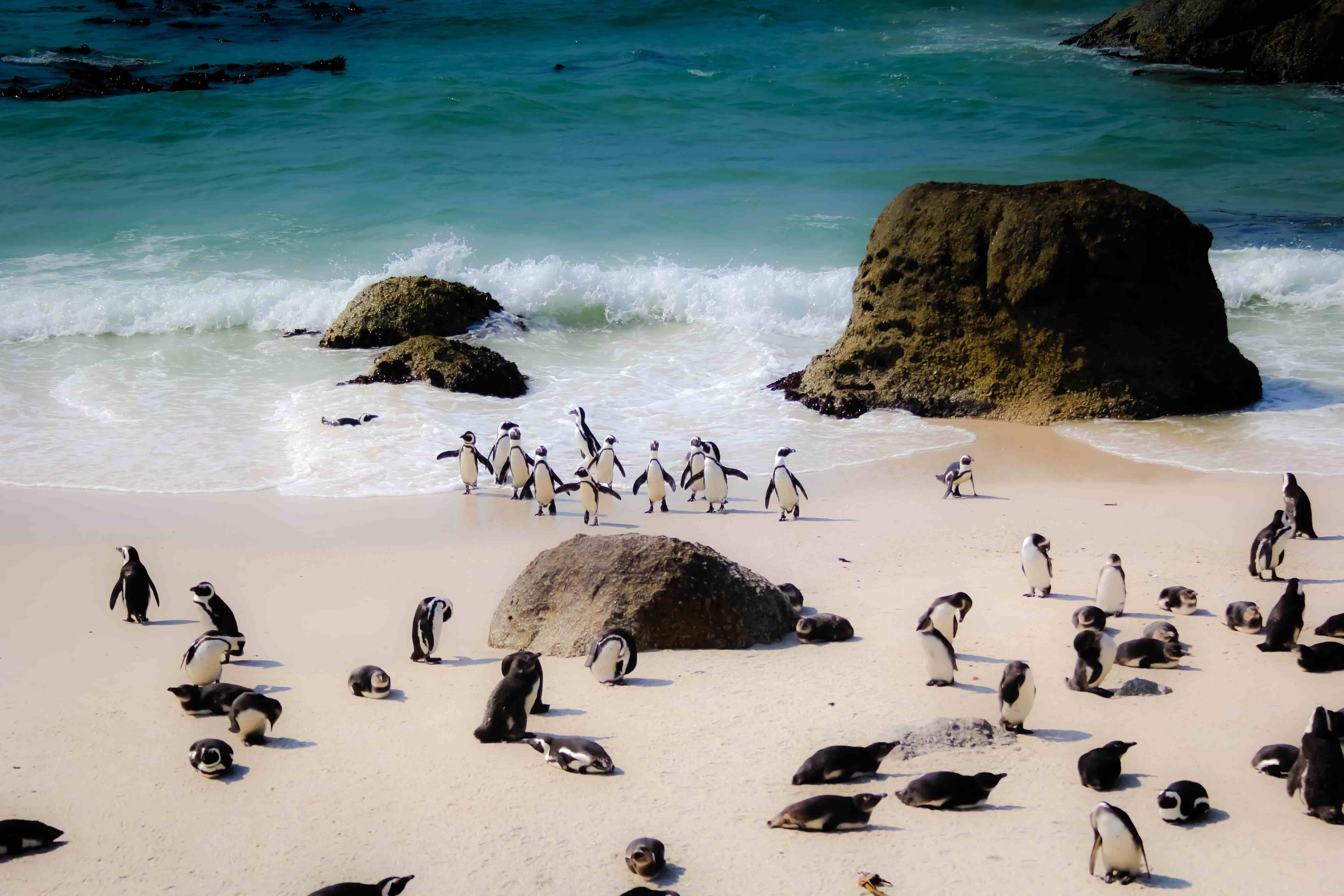 south africa penguins on beach