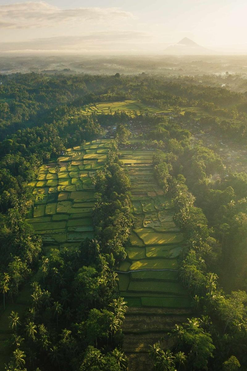 Indonesia rice paddies